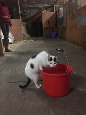 הוילה וויטלי ביי Holywell Grange Farm מראה חיצוני תמונה